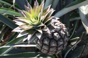 Read more about the article Jak zasadzić i wyhodować ananasa? Poradnik hodowli ananasa krok po kroku
