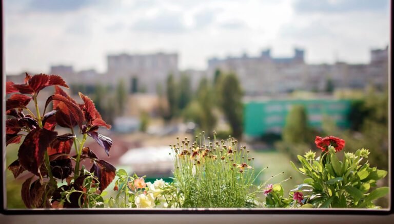 Read more about the article Kiedy sadzić kwiaty na balkonie? Idealny czas sadzenia roślin balkonowych