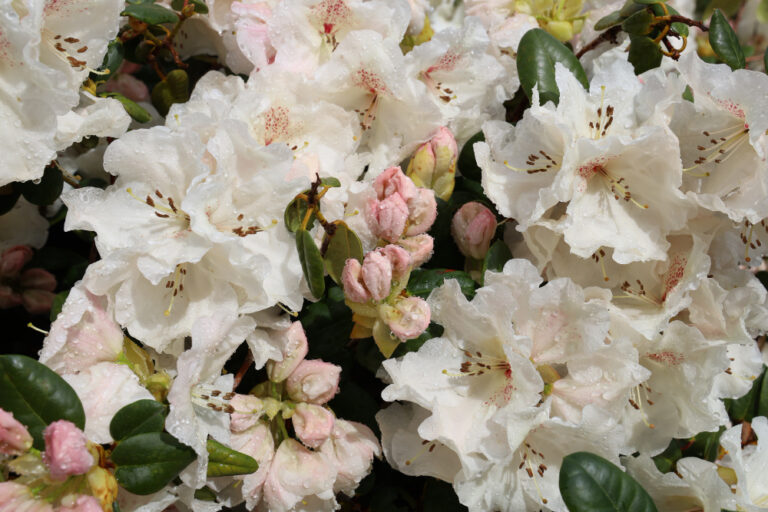Read more about the article Liście rododendronów żółkną, zwijają się lub schną – jak je uratować?