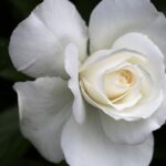 Co symbolizuje róża i goździki? Znaczenie poszczególnych kwiatów