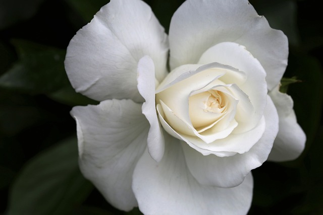Read more about the article Co symbolizuje róża i goździki? Znaczenie poszczególnych kwiatów