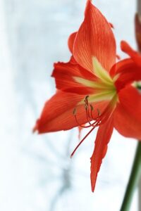 Read more about the article Czy lilie mogą zimować w gruncie?