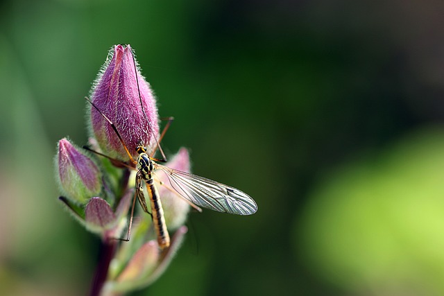 Read more about the article „Duże komary”, czyli koziułki – czy one gryzą?