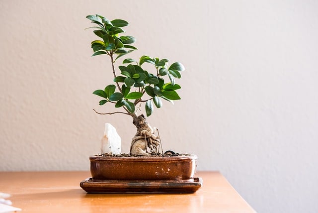 Read more about the article Hoja – co to jest za roślina i jak wygląda? Czy można ją uprawiać?