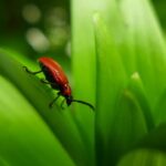 Lądzień czerwonatka – czy te owady są szkodliwe?