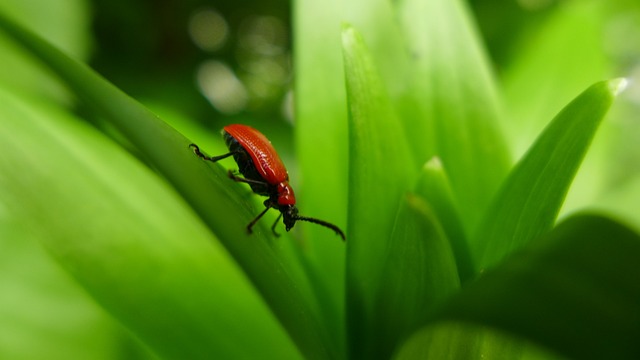 Read more about the article Lądzień czerwonatka – czy te owady są szkodliwe?