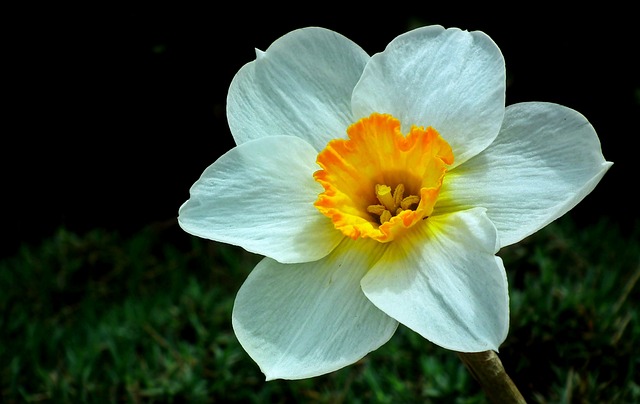 Read more about the article Narcyz biały – jak posadzić i dbać o ten kwiat?