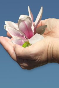 Read more about the article Nawożenie magnolii – jak to robić? Domowy nawóz do magnolii