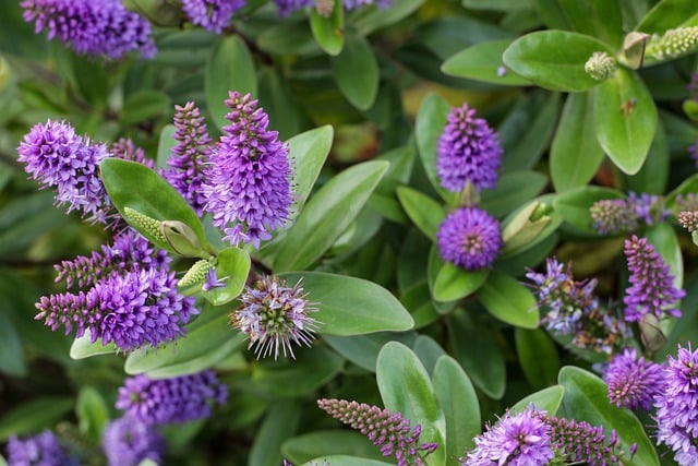 Read more about the article Brunnera wielkolistna – sadzenie, wymagania, uprawa i pielęgnacja