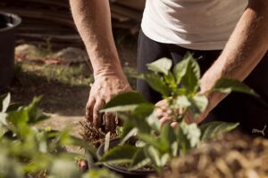 Read more about the article Dzielżan ogrodowy – sadzenie, wymagania, uprawa i pielęgnacja