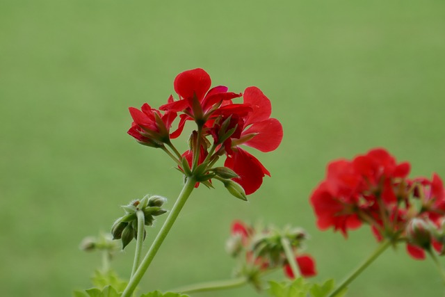 Read more about the article Jak przezimować pelargonie w torbie papierowej lub kartonie?