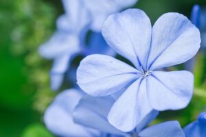 Read more about the article Kamasja niebieska – sadzenie, wymagania, uprawa i pielęgnacja