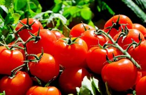Read more about the article Kiedy i jak sadzić pomidory koktajlowe w doniczce?