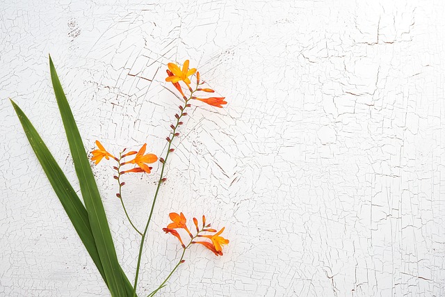 Read more about the article Krokosmia Cynobrówka (Crocosmia) – sadzenie, wymagania, uprawa i pielęgnacja