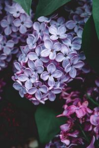 Read more about the article Kwiaty majowe – jakie sąnajpiękniejsze rośliny kwitnące w maju?
