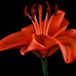 Liliowiec Stella de Oro – sadzenie, wymagania, uprawa i pielęgnacja
