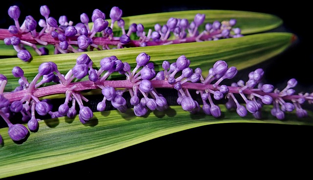 Read more about the article Liriope szafirkowata – sadzenie, wymagania, uprawa i pielęgnacja