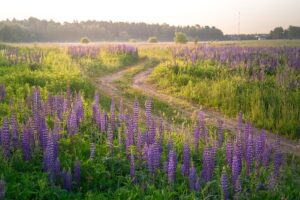 Read more about the article Łubin w ogrodzie – sadzenie, wymagania, uprawa i pielęgnacja