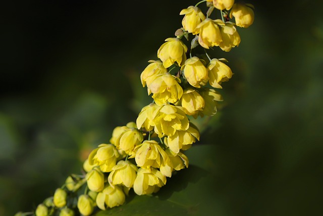 Read more about the article Mahonia – jak kwitnie i jak ją pielęgnować?