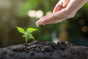 Read more about the article Nachyłek – sadzenie, wymagania, uprawa i pielęgnacja i odmiany