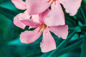 Read more about the article Oleander – jak go uprawiać i pielęgnować w domu?