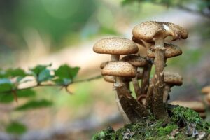 Read more about the article Opieńki – jak wyglądają te grzyby i czy są trujące?