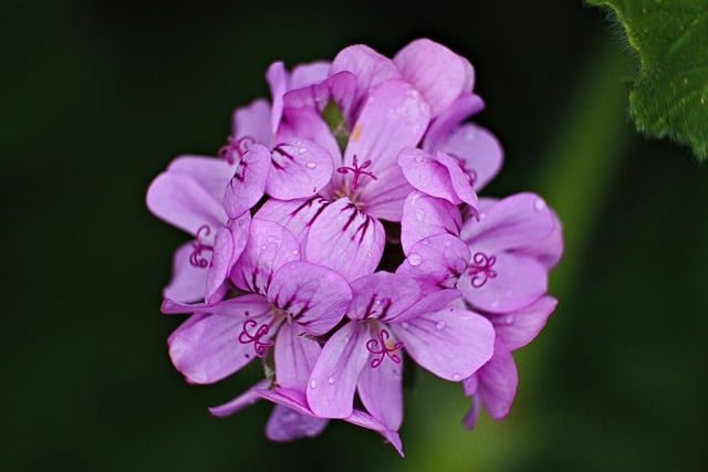 Read more about the article Pelargonia kaskadowa – jak o nie dbać, aby pięknie kwitły?