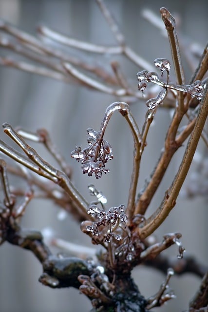 Read more about the article Rośliny ozdobne odporne na mróz – które kwiaty nie boją się niskich temperatur?