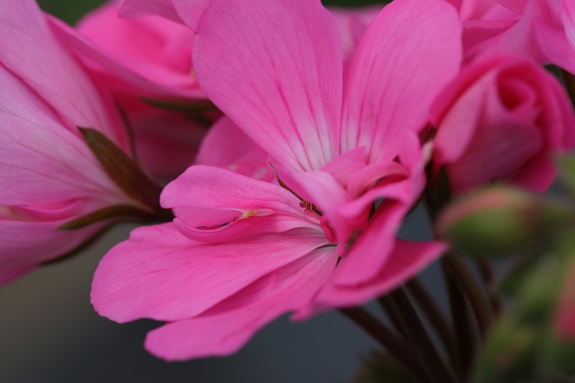 Read more about the article Rozmnażanie pelargonii – kiedy i jak to zrobić?