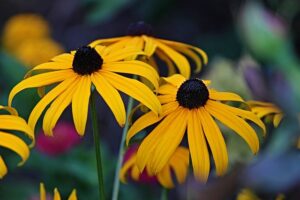 Read more about the article Rudbekia – sadzenie, wymagania, uprawa, odmiany i pielęgnacja