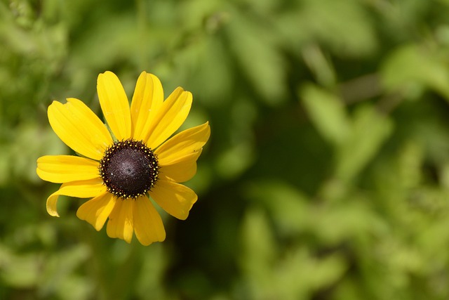 Read more about the article Rudbekia wieloletnia – jakie są jej odmiany? Pielęgnacja i uprawa