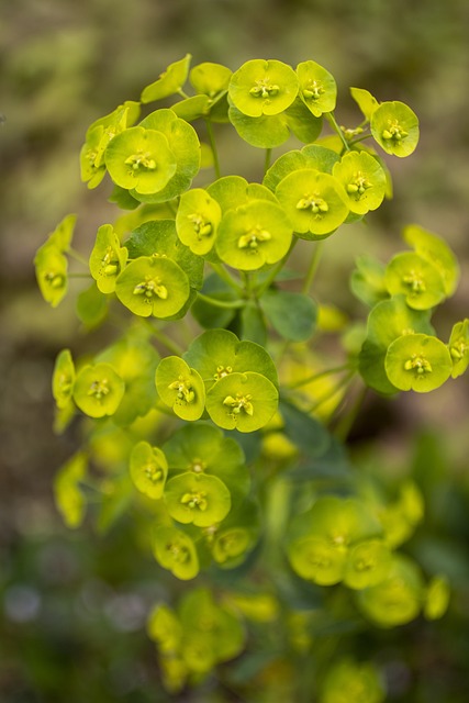 Read more about the article Sadziec – sadzenie, wymagania, uprawa i pielęgnacja