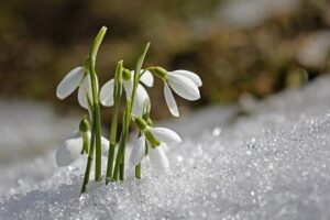 Read more about the article Śnieżyczki i przebiśniegi – sadzenie, wymagania, uprawa i pielęgnacja