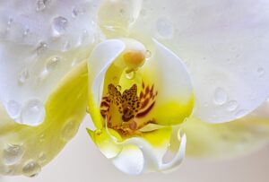 Read more about the article Storczyk cymbidium – jak wygląda ten kwiat i jak go pielęgnować?