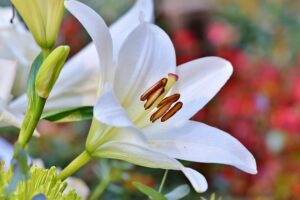 Read more about the article Uprawa lilii – czy te kwiaty zimują w gruncie? Jakie lilie tak zimują?