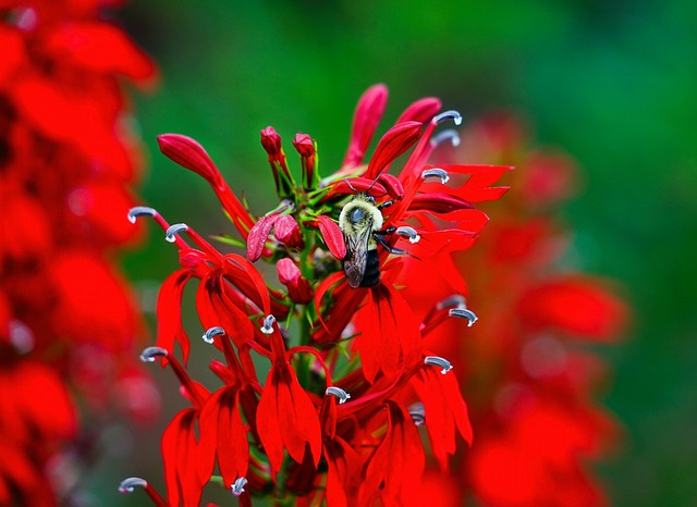 Read more about the article Wieloletnia Szkarłata Czerwona (Lobelia Cardinalis) – sadzenie, wymagania, uprawa i pielęgnacja