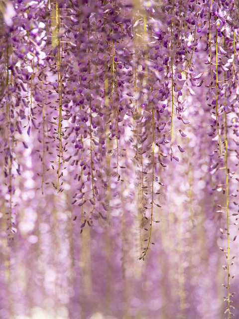 Read more about the article Wisteria nie kwitnie – jakie są możliwe przyczyny?