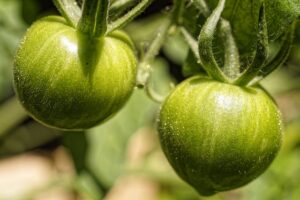 Read more about the article Z czym sadzić pomidory? Towarzystwo dla pomidorów