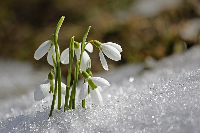 Read more about the article Zawilce – sadzenie, wymagania, uprawa i pielęgnacja